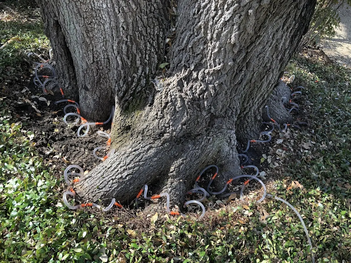 Detailed Tree Cabling and Bracing job site in Milford
